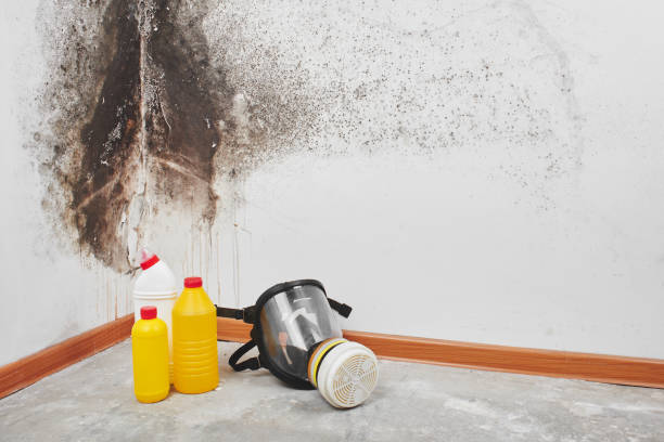 Best Fast Mold Removal  in Dumas, AR