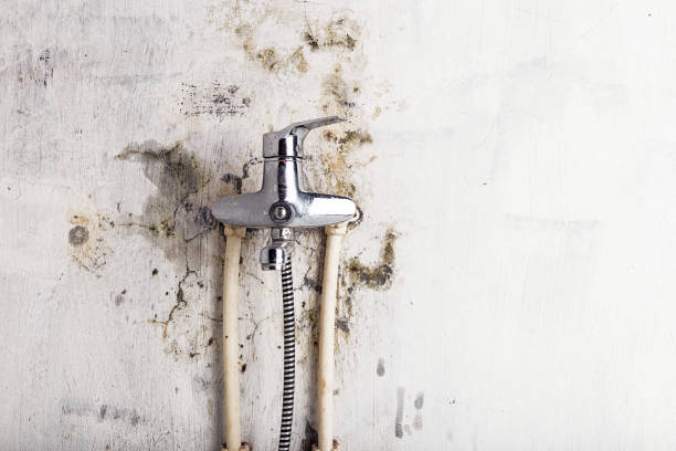 Professional Mold Removal in Dumas, AR