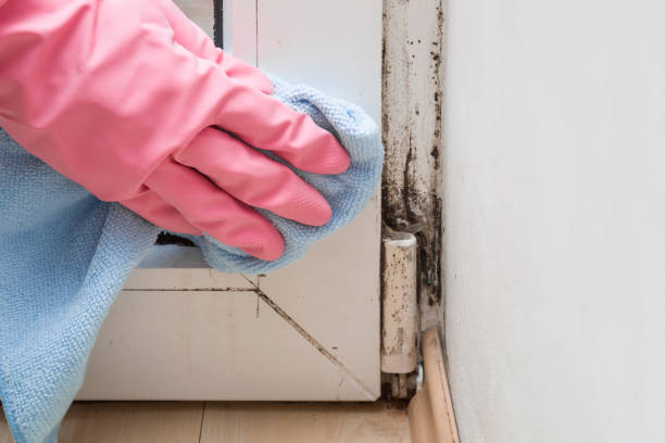 Best Mold Remediation  in Dumas, AR